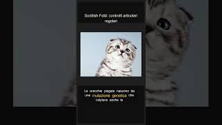 Scottish Fold: controlli articolari regolari #Shorts