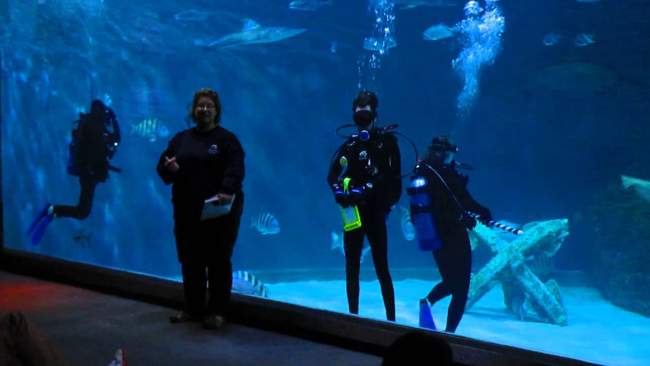 Shark Tank Demo at North Carolina Aquarium. YouTube