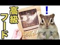 シマリスまめたの誕生日!高級フードをプレゼントしてみた!/Chipmunk Mameta eats "premiere" food ?