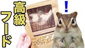 トヨタの森 生き物解説 ムササビ編 まるで空飛ぶ座布団 木の上の住人 ムササビの生態とは Youtube トヨタの森 生き物解説 ムササビ編 まるで空飛ぶ座布団 木の上の住人 ムササビの生態とは Youtube