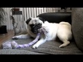 Pug Bug freak out