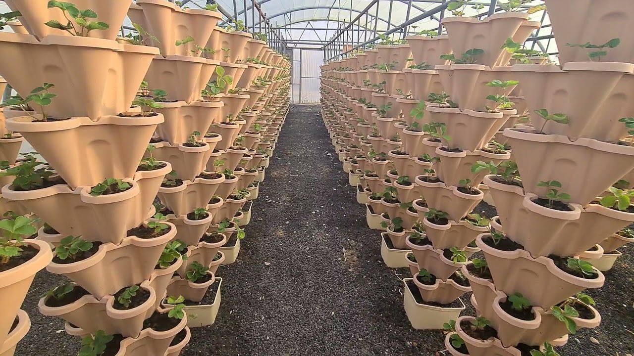 الزراعة المائية للفراولة بمحافظة الحريق