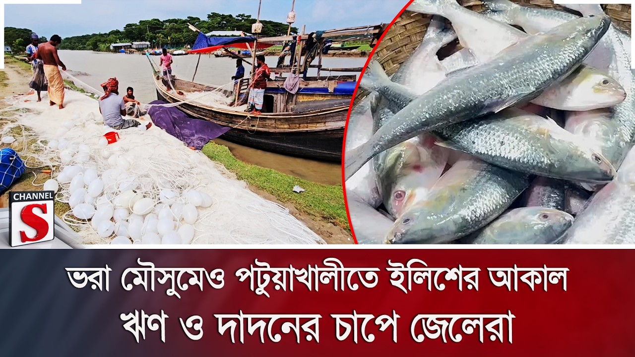 ভরা মৌসুমেও পটুয়াখালীতে ইলিশের আকাল; ঋণ ও দাদনের চাপে জেলেরা | Channel S News