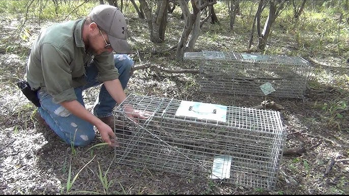 Types of Live Animal Traps - Part 1 - Large Traps 