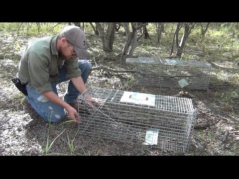 How to Set and Assemble a Humane Large Animal Trap