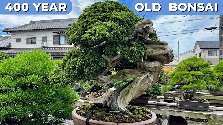 400 Year Old Bonsai, Bonsai Master, Okazaki, Japan