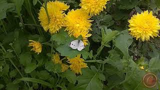 My Videos Of Animals Part 7