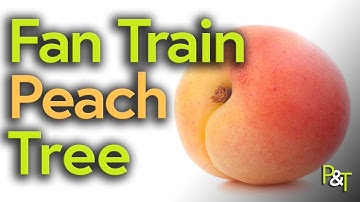 Peach Tree Training - Pots & Trowels