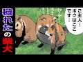 【逆襲】タヌキにブチギレられた柴犬の末路【世界の終わりに柴犬と】