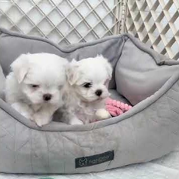 Maltese puppies for sale louisville ky