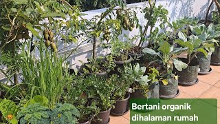 Aktivitas berkebun di balkon rumah, merawat tanaman, petik-petik yang ada dikebun