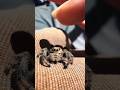 Animal Metamorphosis Amazing Spider #animaljourney #animaltransformation #wildlife #animalgrowth