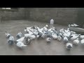 Hazara pigeons abbottabad  2542024
