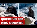 Una FOCA se NIEGA a comerse un PEZ porque quiere uno MÁS GRANDE