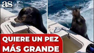 Una Foca Se Niega A Comerse Un Pez Porque Quiere Uno Más Grande