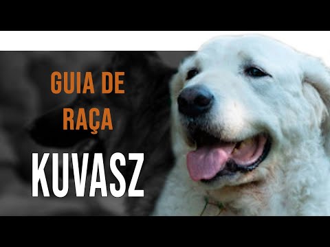 Vídeo: Raça De Cães Kuvasz Hipoalergênica, Saúde E Longevidade