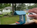 I bought a smart bird feeder bird buddy with solar roof