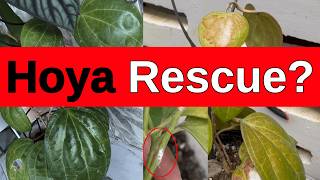 I Tried Saving My Dying Hoyas (Using Aroid Care… Did It Work)
