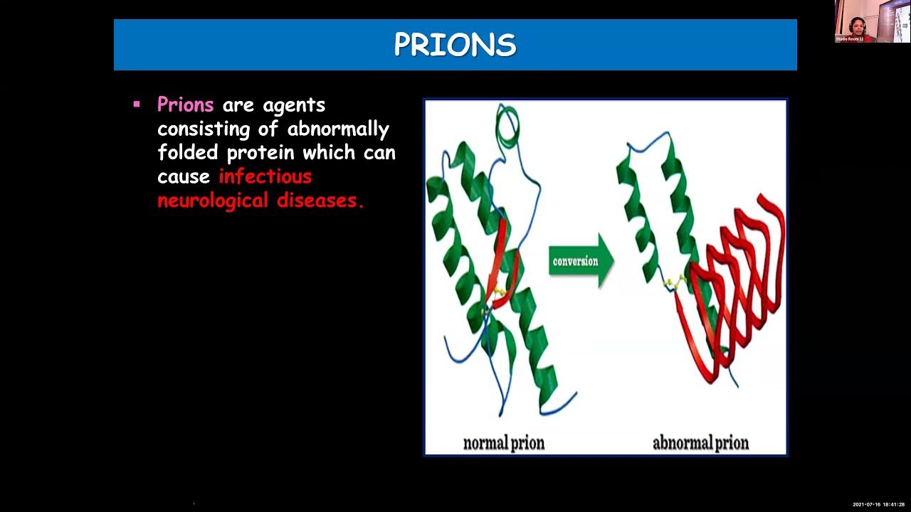 Сочи по биологии 11 класс. Презентация крептозой 11 класс. Prions. Биогендик Мигрициясы 11 класс.