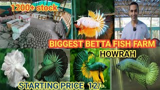 BIGGEST BETTA FISH FARM HOWRAH PANCHLA| ALL TYPE BETTA FISH AVAILABLE | PLACARD OHM HM|