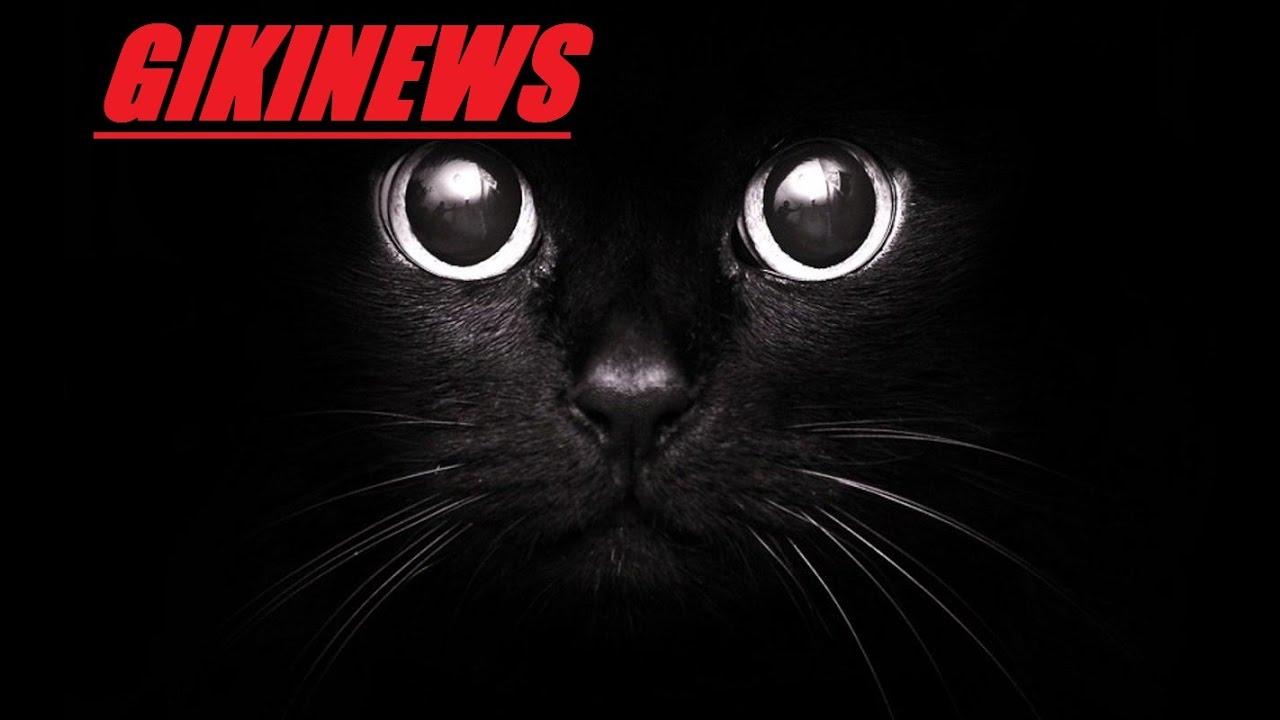 analysis of black cat analysis of black cat