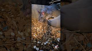 Pouched Rat Loving