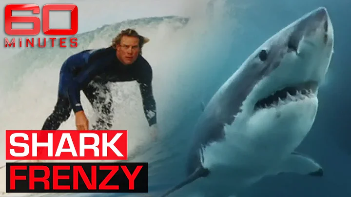 The great shark debate: Should they be killed to k...