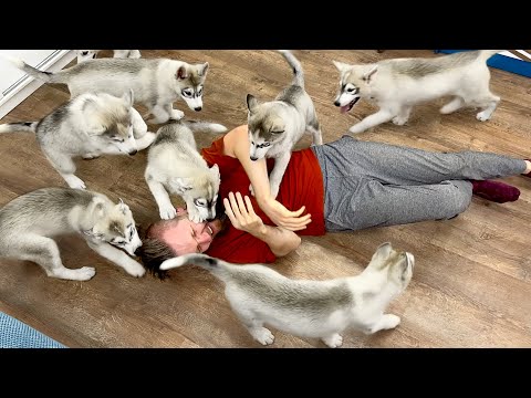 Video: Wanneer Siberiese Husky volgroeid is?