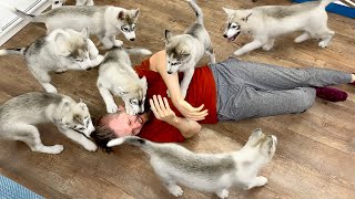 Adorable Fluffy Husky Puppies! I Couldn