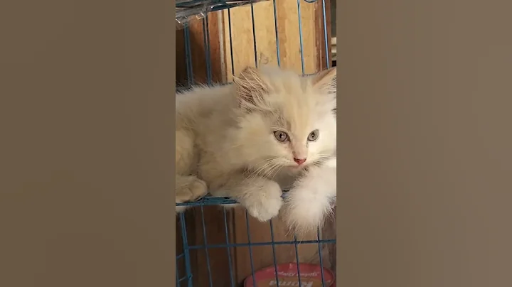 Watch the video about Capek main #shorts #cat #kitten #funny #youtubeshorts