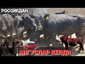 АЛТАЙДАН ТОЗА АНГУСЛАР ХАМДА ОҚ БОШЛАР АРЗОН НАРХДА КЕЛДИ