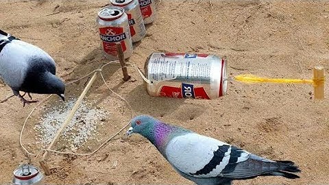 Amazing Quick Bird Trap From Coca Cola Cans.......