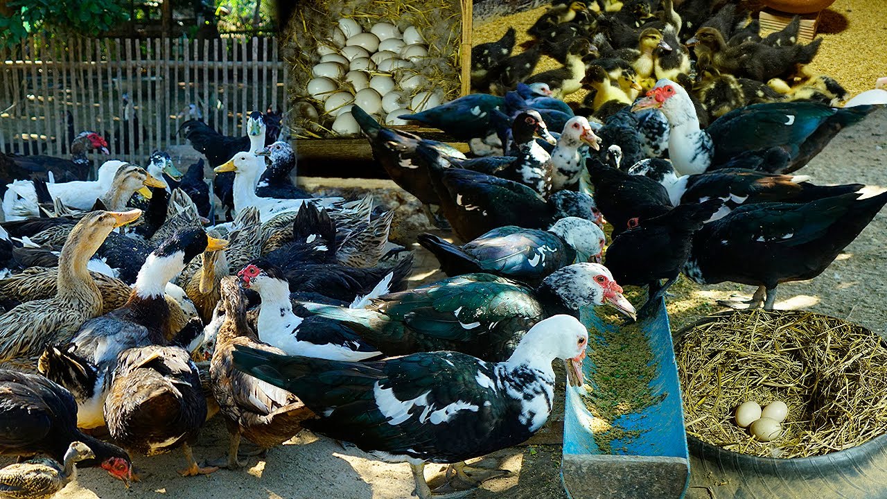 Expert Farmer Shares Top Duck Farming Secrets for Beginners