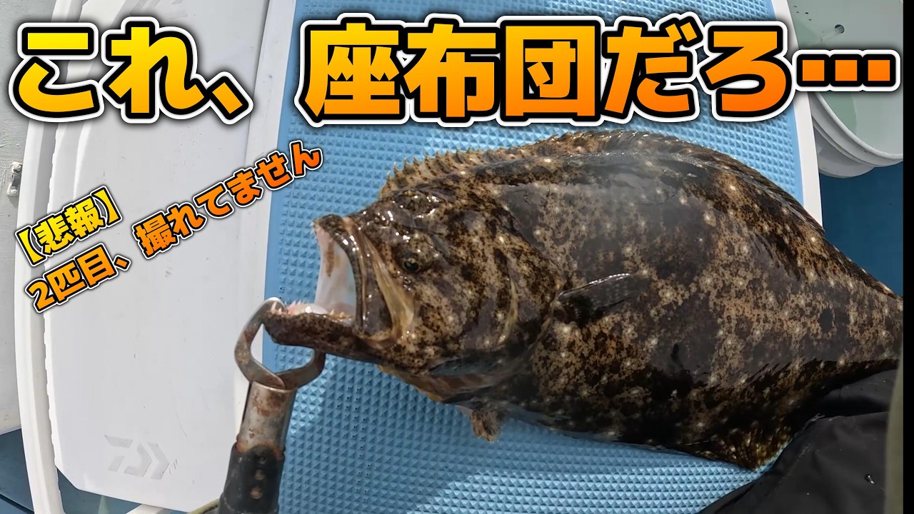 2kg consecutive catches] The flounder just keeps coming in Sashima