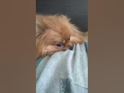 Уставшая собака 🐕🐶🙂 - YouTube