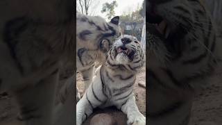 Why You Bothering Me Stay Away Plz