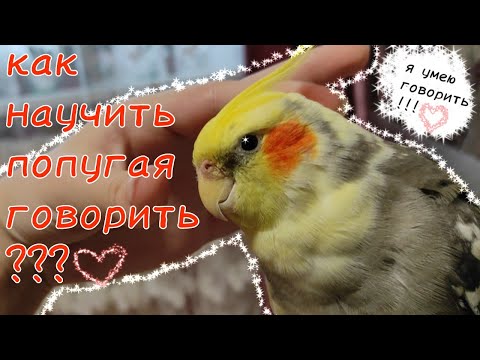 как правильно научить говорить попугая кореллу???