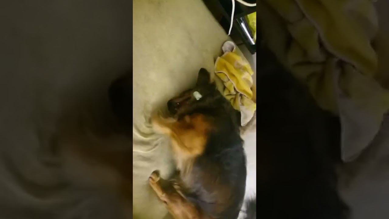 můj pejsek hrabe jak hraboš kterej se chce dohrabat do Ukrajiny😁😘😂💙💛💙💛💙❤💙💚💜💚💙❤💙💚💖💖❤💛