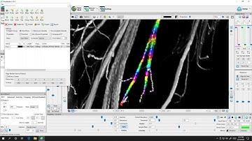 FluoRender Tutorial: Grow Ruler