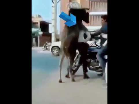 عجل يغتصب راجل في الشارع مسخرة
