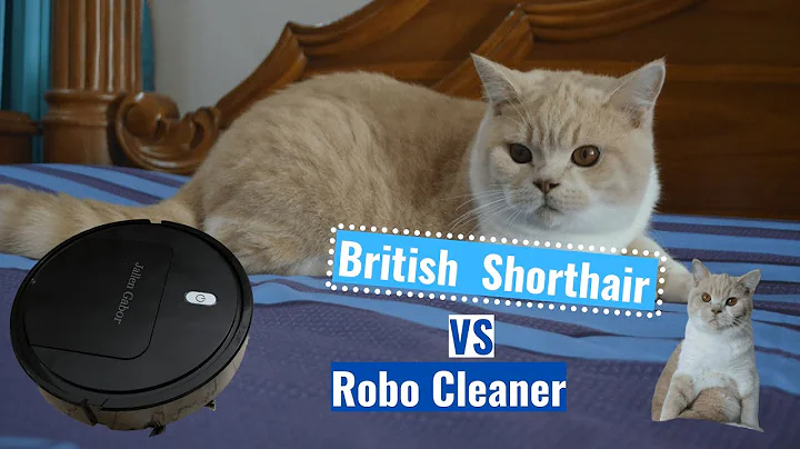 Video 1848491: british shorthair cat reaction, cat vs british shorthair