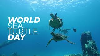 World Sea Turtle Day 2025 | Get to know the Honu