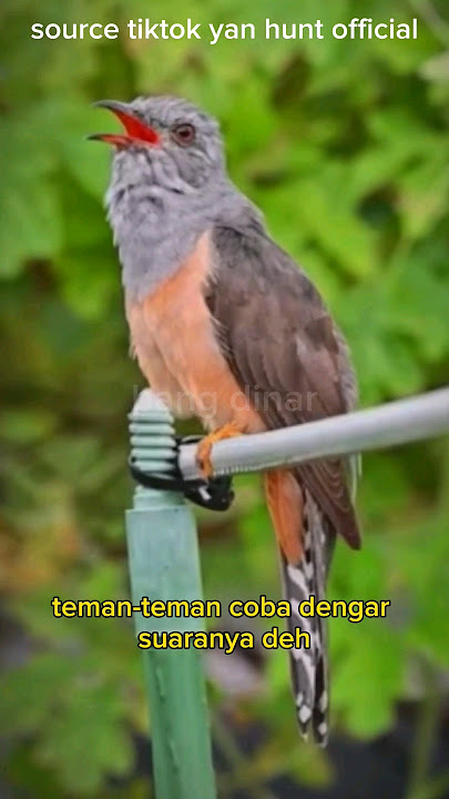 HOROR‼️BURUNG KEMATIAN SUARANYA BIKIN MERINDING😭 #shorts