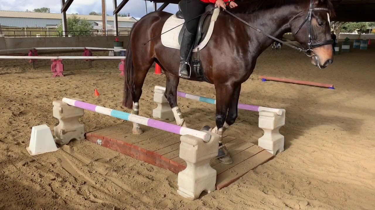 How To Do The Working Equitation Bridge YouTube