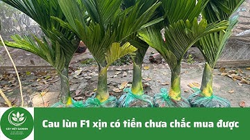 Cau lùn chuẩn F1 có tiền chưa chắc đã mua được vì cây đã quá hiếm || Lh/zalo: 0867.878.995