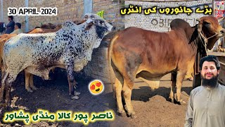 Kala Maweshi Mandi Peshawar 30/04/2024 New Updates | Eid Ul Azha 2024 Bulls Price | Izhar Ali Shah