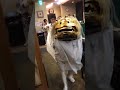 2022年10月8日津まつり 獅子舞