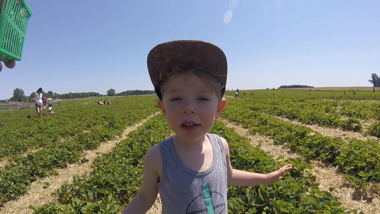 Strawberry Picking Brooks Farm 2018 YouTube