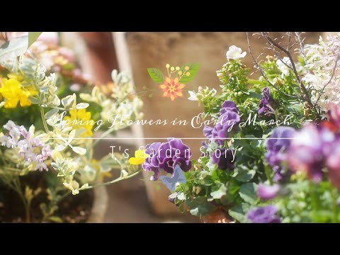 Video: Crocuses: menanam dan menjaga primroses