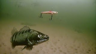 МУРАШКИ НА КОЖЕ ОТ ТАКОГО! ВОТ ЭТО ПОЛОВИЛ СУДАКА В СТАЕ ЛЕЩА